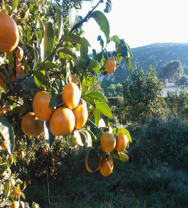 Hort de la Bassa