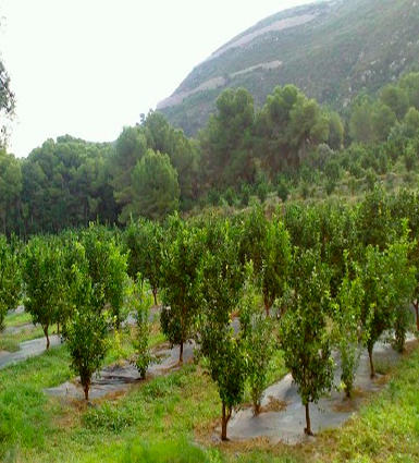 Hort de la Bassa