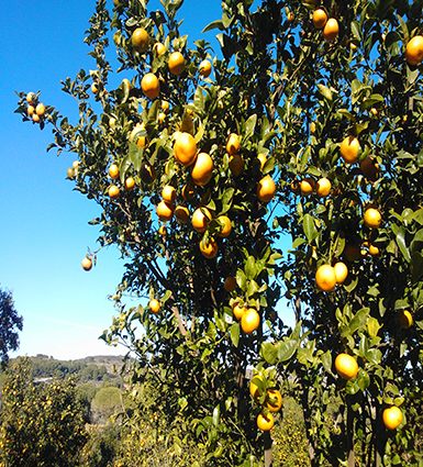 Hort de la Bassa