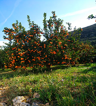 Hort de la Bassa
