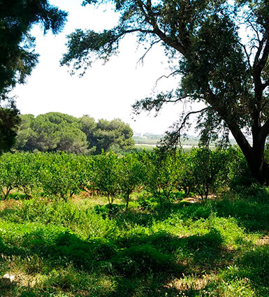 Hort de la Bassa